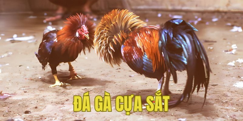 Banner www.sannhiphutho.com